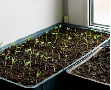 ������ ��� ����������� �������: ��� �� ��������