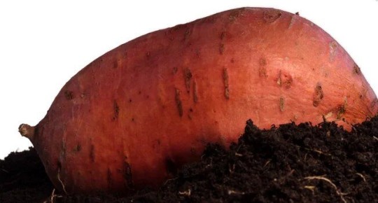 ����������� � ��� ������: ���������� ������� ��� ���� �����