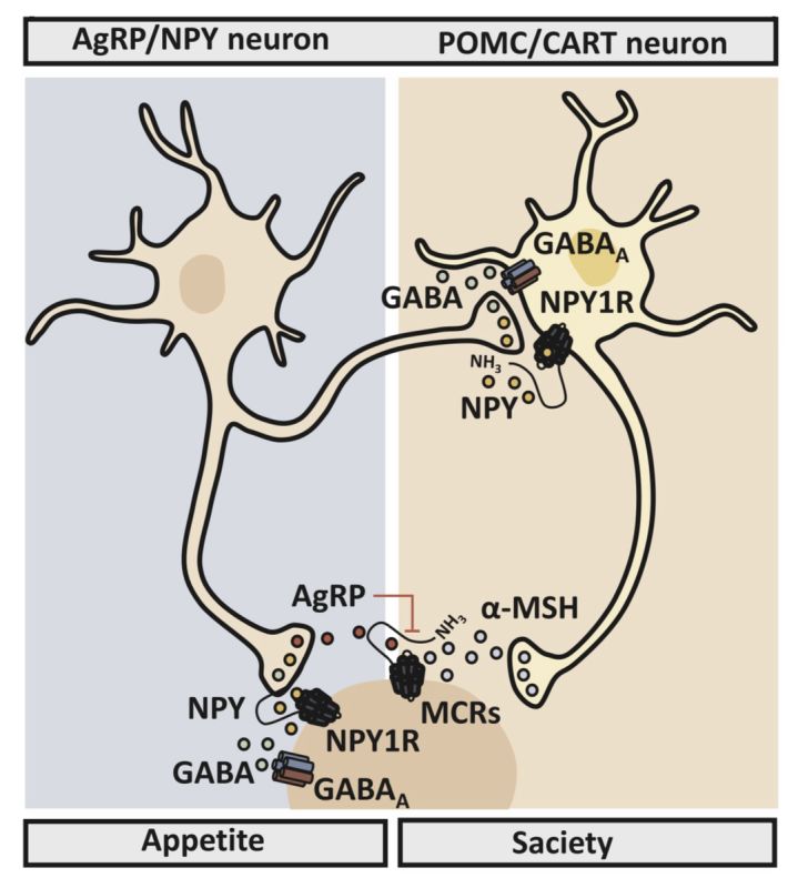 ��� �������� �������: ����� �������� � ��������