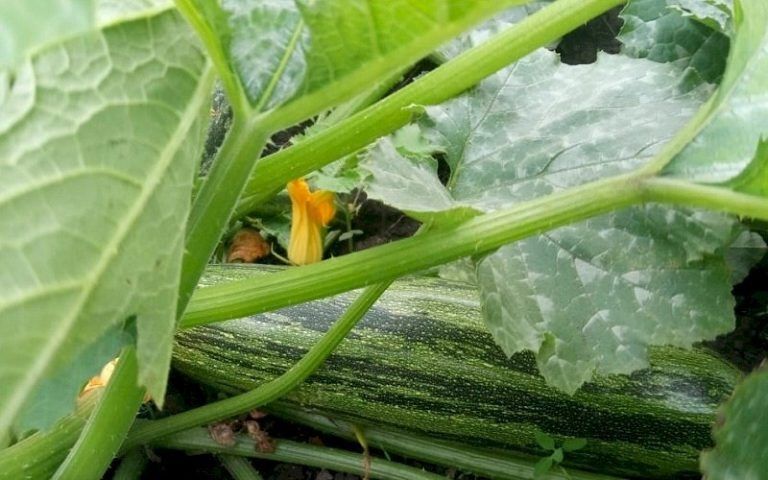 ������ ����� �������� ������� � ���� ������?