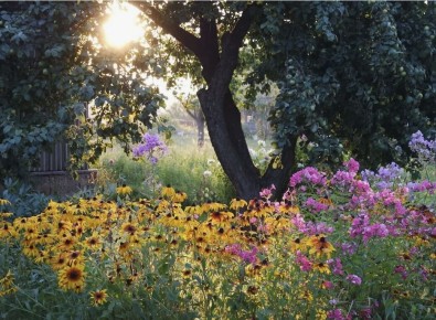 Секреты успешного ухода за садом в августе: как подкормить растения перед холодами
