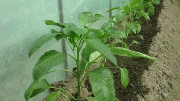 Что не хватает вашему перцу? Основные проблемы и их решения