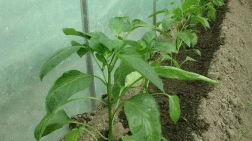 Что не хватает вашему перцу? Основные проблемы и их решения