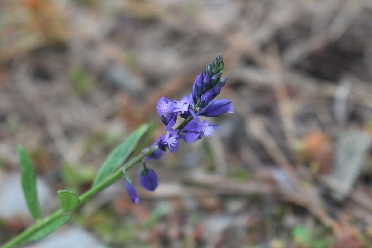 Необычный цветок из дикой природы: истод как украшение вашего сада