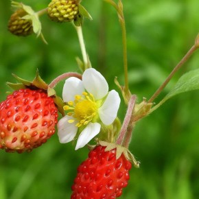 Как обеспечить здоровье земляники: секреты обработки в августе