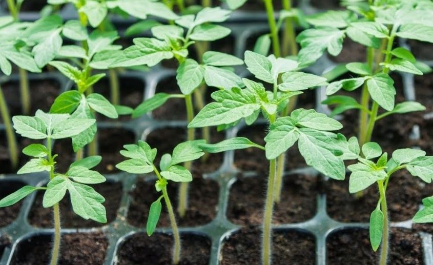 ������� ������ ������������ ������� ������� � �������� �������� ������