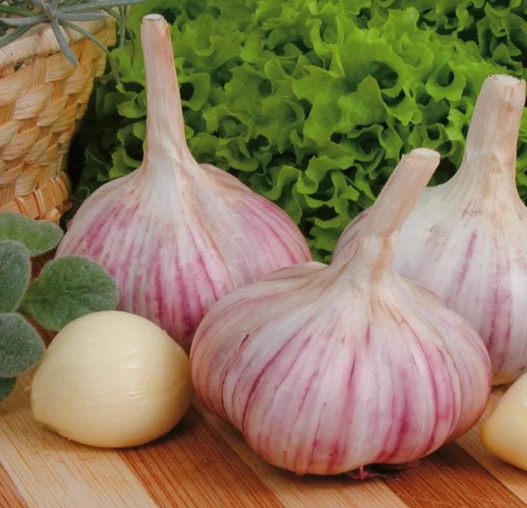 Как получить шикарный урожай чеснока: советы по подготовке грядки