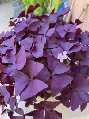 �������: ��������� ������ ������� ��� ������ ����