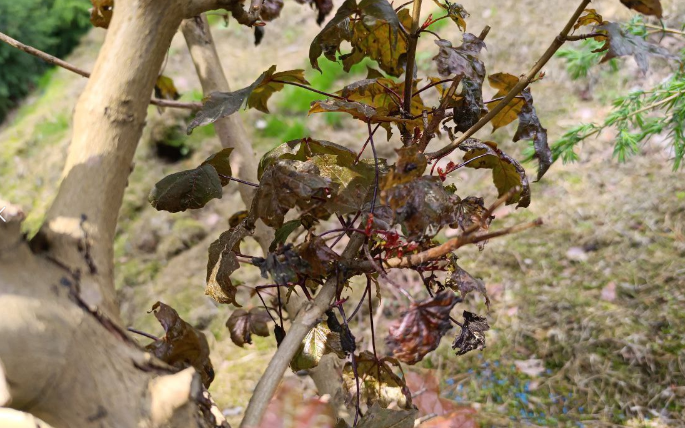 Как клены страдают от улиток: неожиданный враг на вашем садовом участке