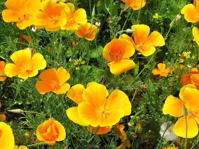 Желтые цветы: солнечные акценты для вашего сада