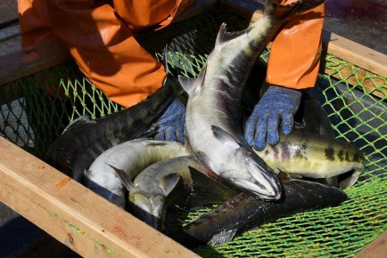 �������� ������ ������������� �������: ��� ����� �� ���������� �������