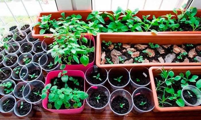 Цветы, которые стоит сеять на рассаду в феврале: руководство по лучшим сортам и дням