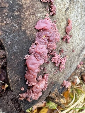 В «Лосином острове» обнаружили уникальный гриб — аскокорине мясную