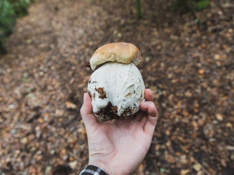 ������� �����: ��� ���������� � �������� ������������