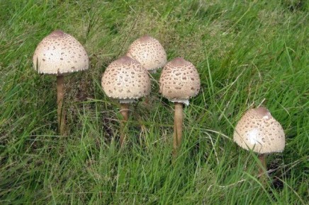 ���� ������: ��� ���������� ��������� ��� � �������� ������� ������