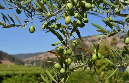 В Кахетии открыт современный завод по переработке оливок