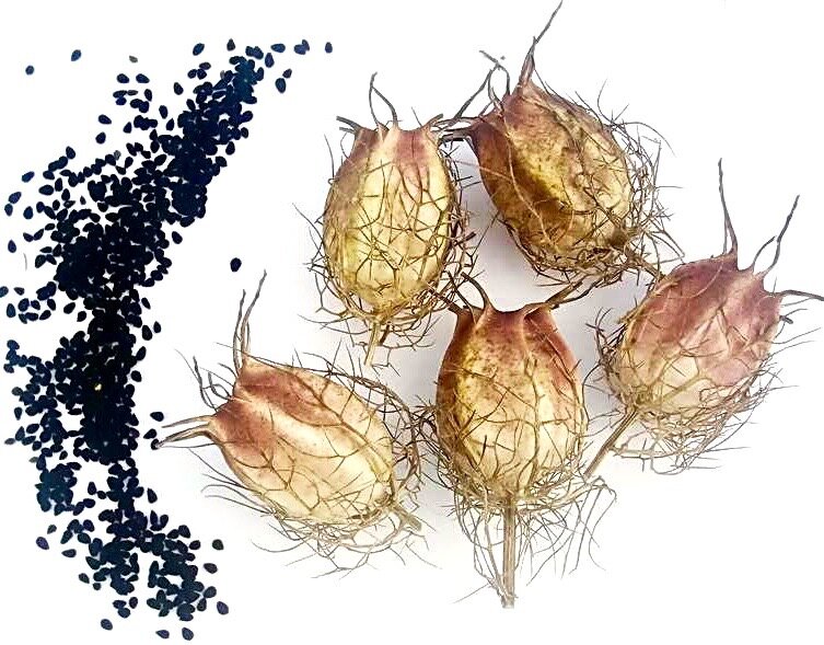 Секреты черного тмина: почему нигелла становится суперпродуктом