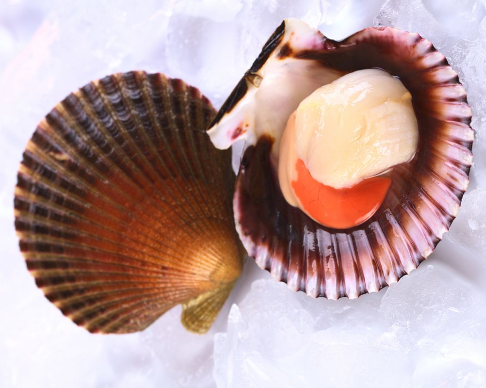 Морские гребешки: уникальное чудо с морских глубин