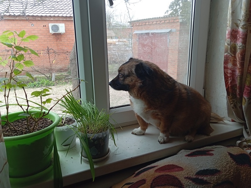 Как подготовиться к празднику: секреты из кухни