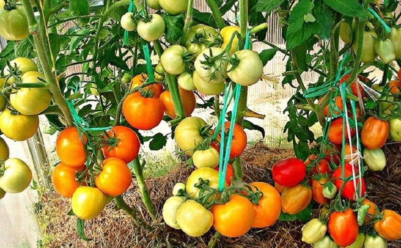 ������� ������� ������: ��� ������� ������ ������ ��� ���������