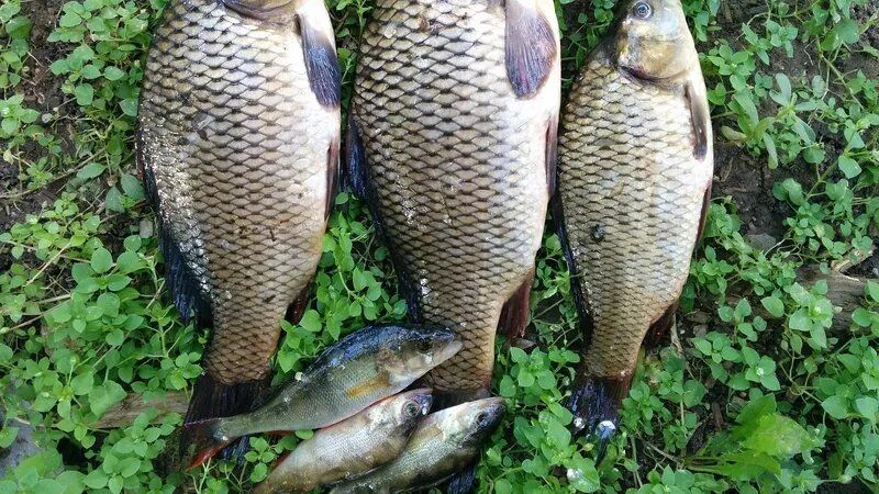 Утверждена методика определения ставок плат за пользование рыбными ресурсами