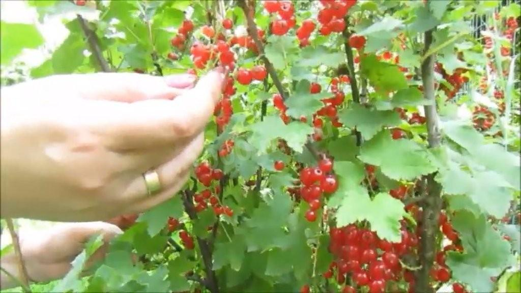 Яркое и Вкусное Железо: Рецепт Желе из Красной Смородины