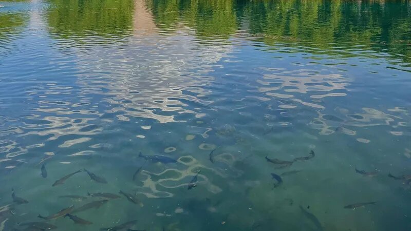 Новые правила рыбного хозяйства: как изменится ловля и забота о природе