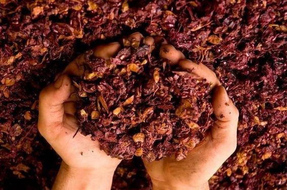 Граппа: Вкусное наследие виноградного угощения