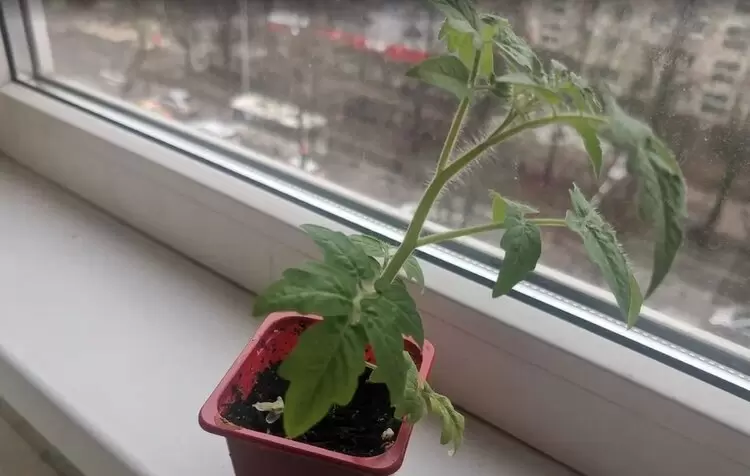 Желтые пятна на рассаде томатов: причины и решения