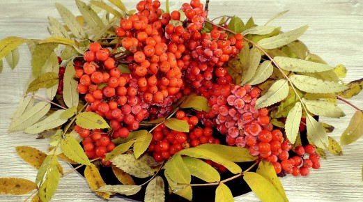 Секреты заготовки рябины на зиму: просто и полезно