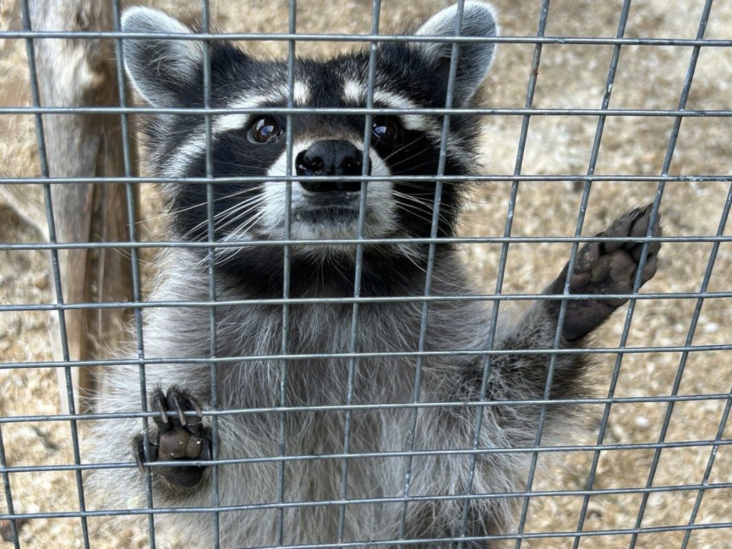 ������� �����: ��� ����� ����� ����� �������� ������� ��� ��������