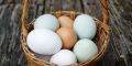 Как правильно хранить куриные яйца: советы для свежести и безопасности
