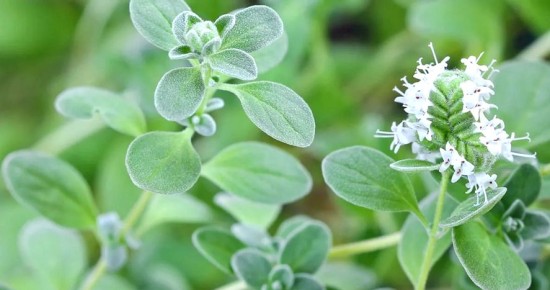 Майоран: пряное чудо с множеством полезных свойств