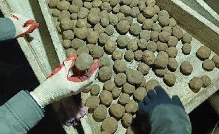 Приморье запускает новые сорта картофеля: Лабелла и Краса Мещеры